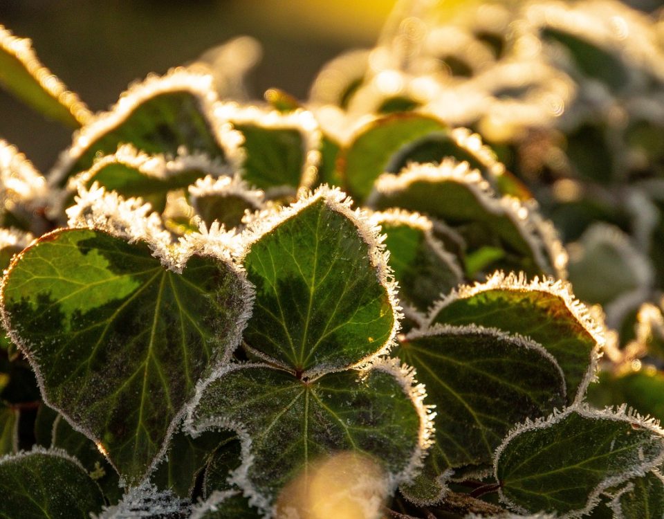 proteger las plantas del frío