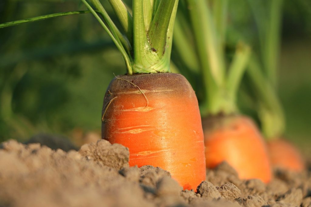 hortaliza de invierno - zanahoria