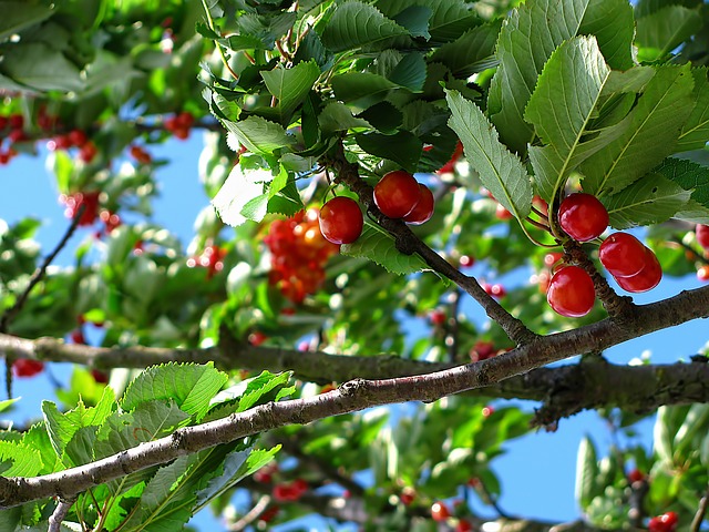 arbol frutal - cerezas