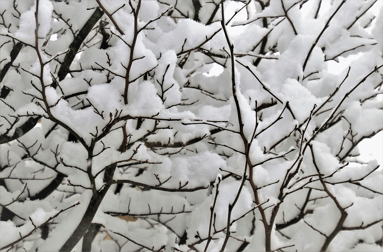 árbol con nieve