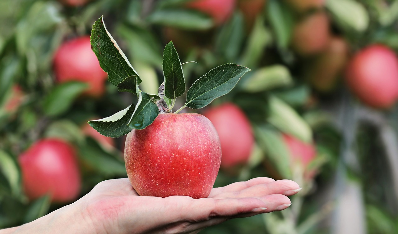 Árboles frutales: riego y cuidados | Blog Hozelock
