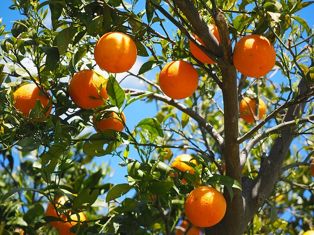 árbol frutal naranjo
