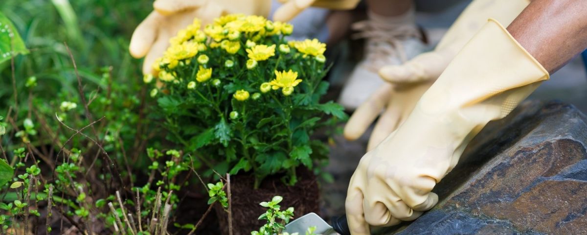 beneficios de las plantas y del cuidado del jardin