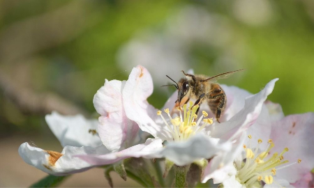 abejas polinizando