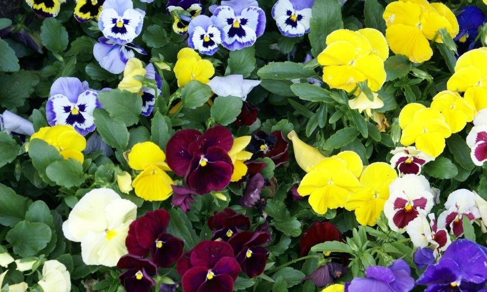 diseño floreal par tu jardín en primavera - Hozelock Blog